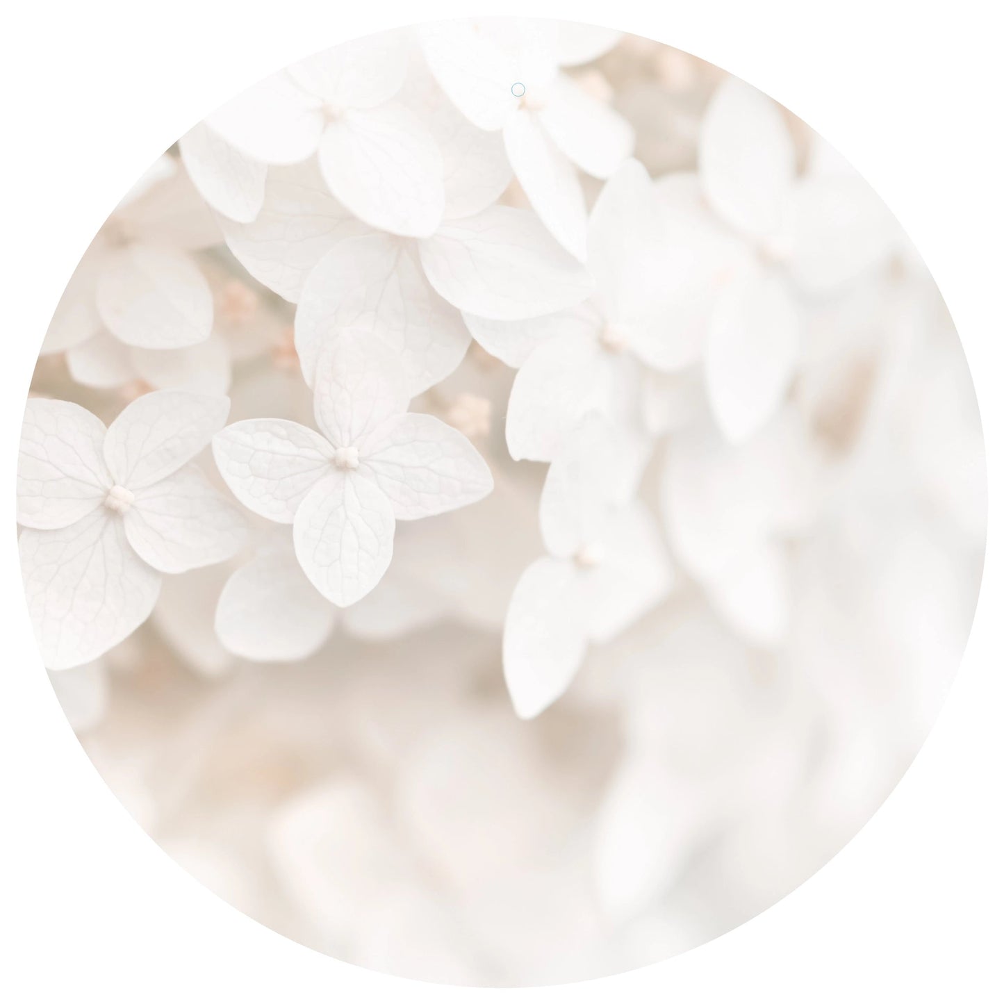 Aluboard "Hortensie" - dekoboards