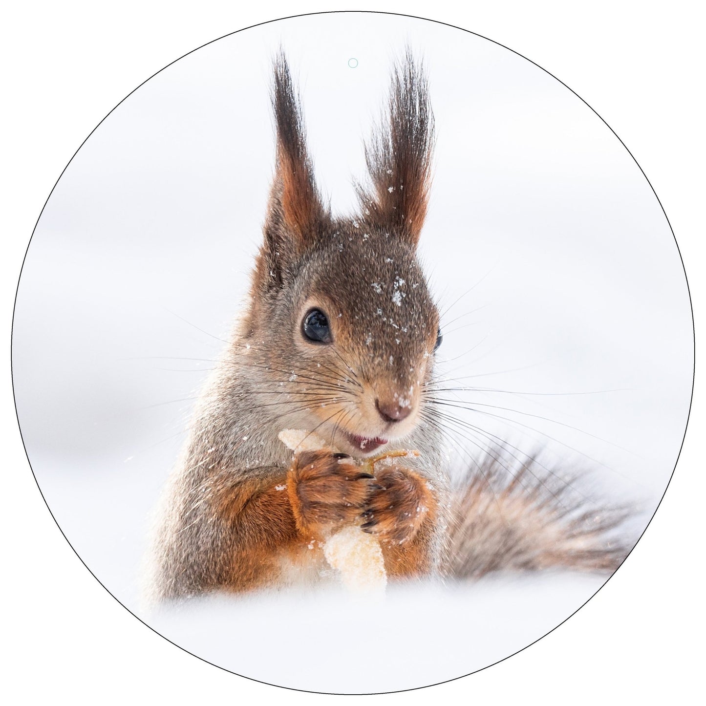 Dekoboard "Eichhörnchen" - dekoboards